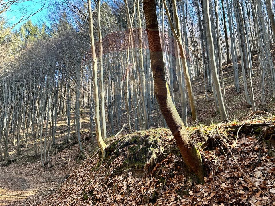 Teren de vanzare 53,723mp Codlea / Nord-Vest