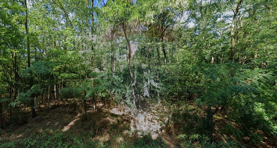 Teren 10,000mp Afumati | Padure | Soseaua Petrachioaia