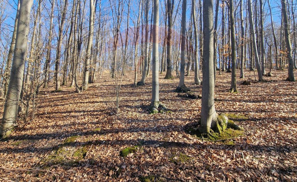 Land 4,985sqm Sascut / None