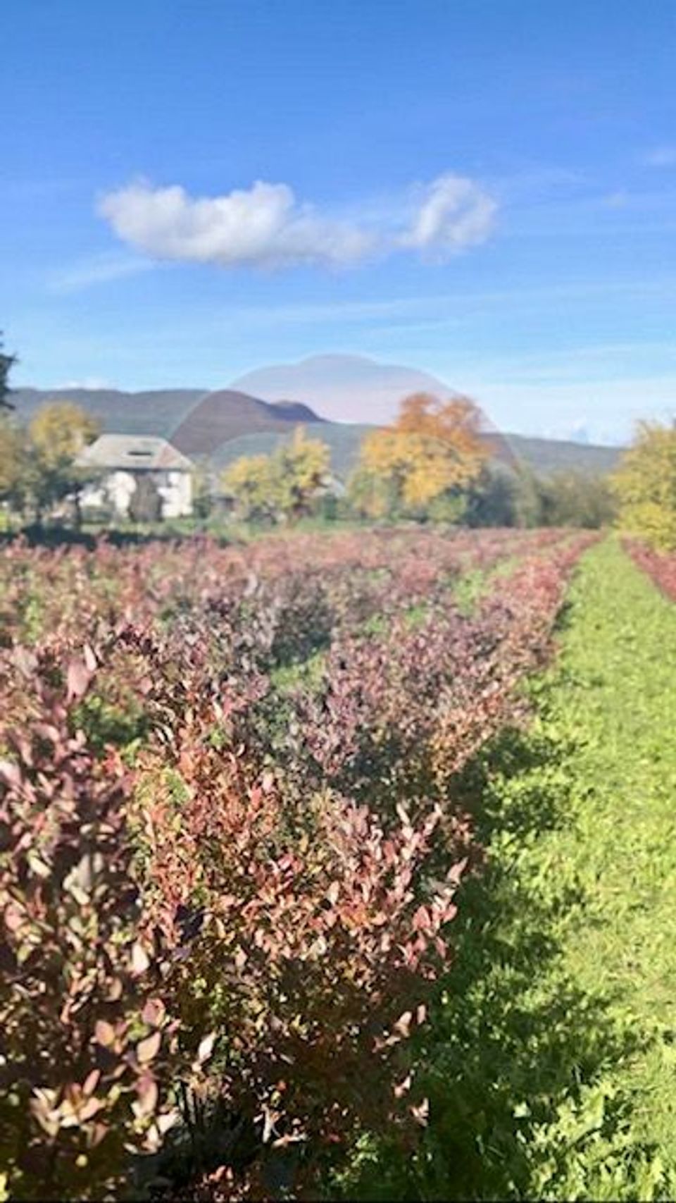 Teren 6,900mp Breb / Strada PRINCIPALA