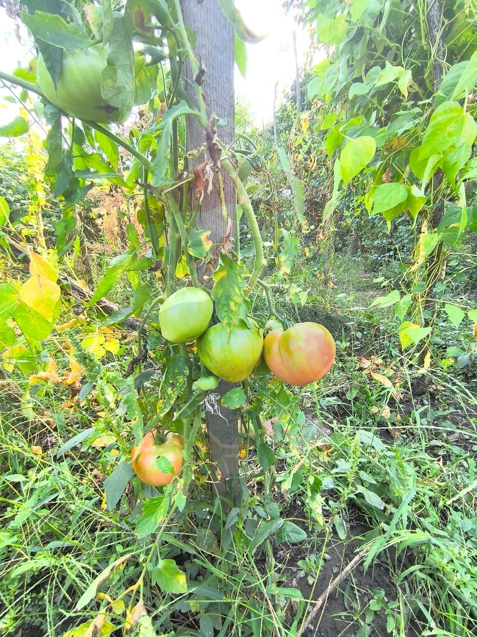 Casă de vanzare 3 camere Gherla