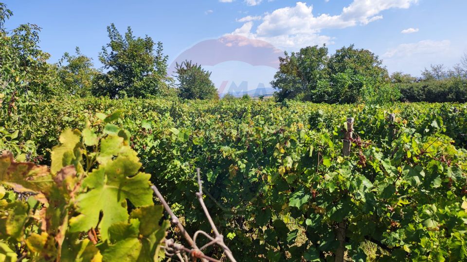 Loc de casa si teren cultivat cu vita de vie 1,28 Ha Santimreu Bihor