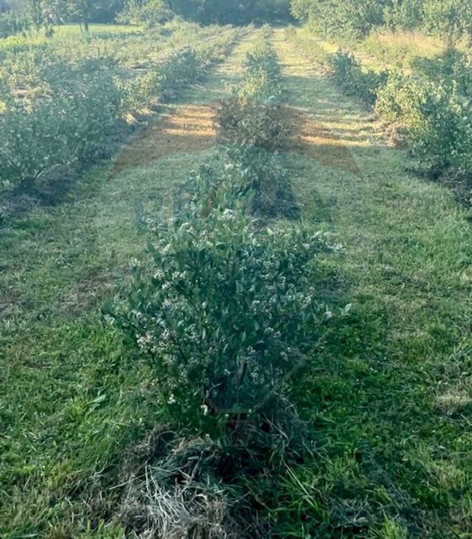 Land 6,900sqm Breb / Drumul dupa sat