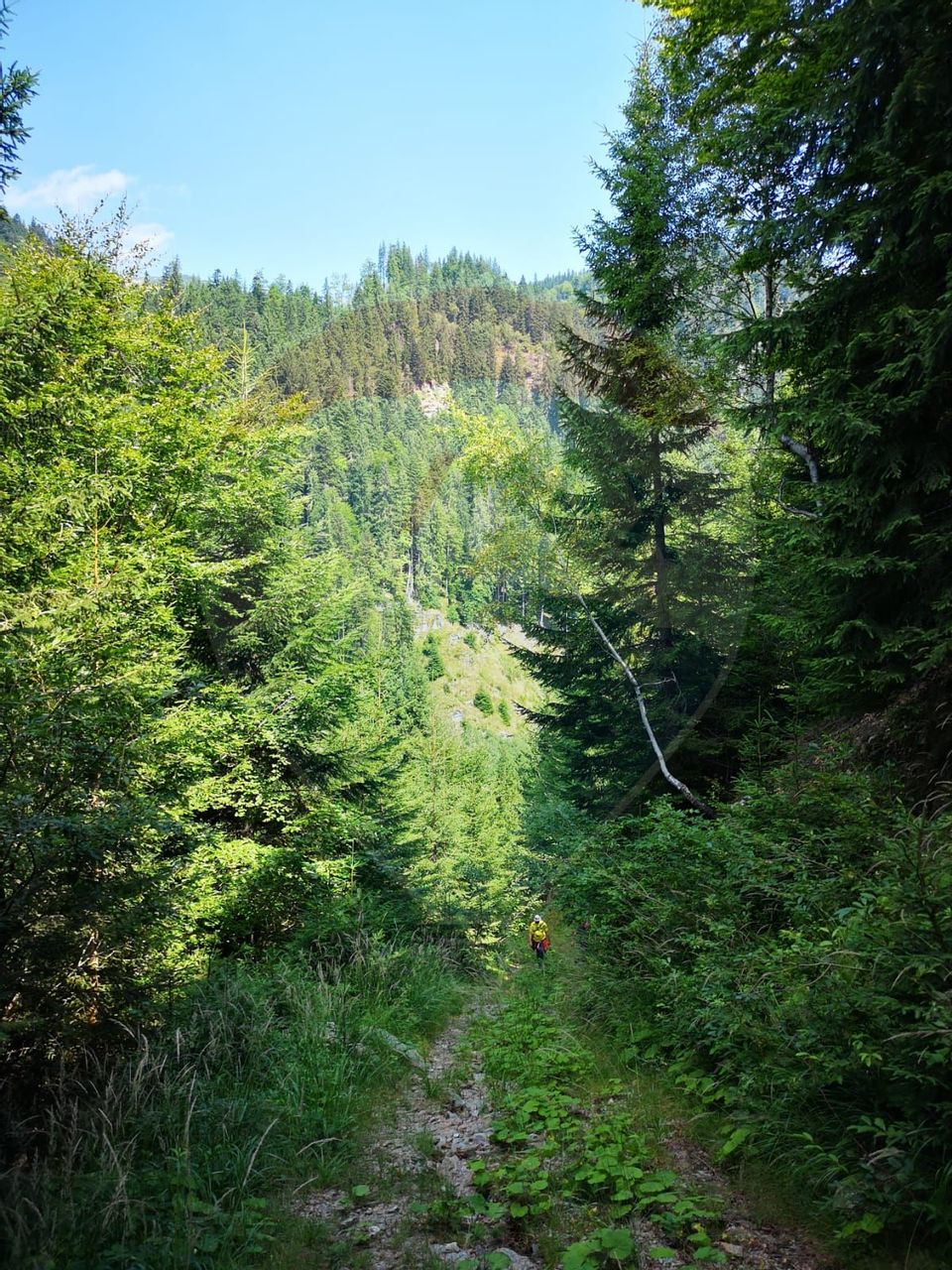 Forest for sale, 381 ha, Gorj County, Ro