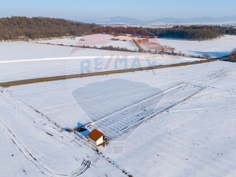 Teren cu plantatie de aronia