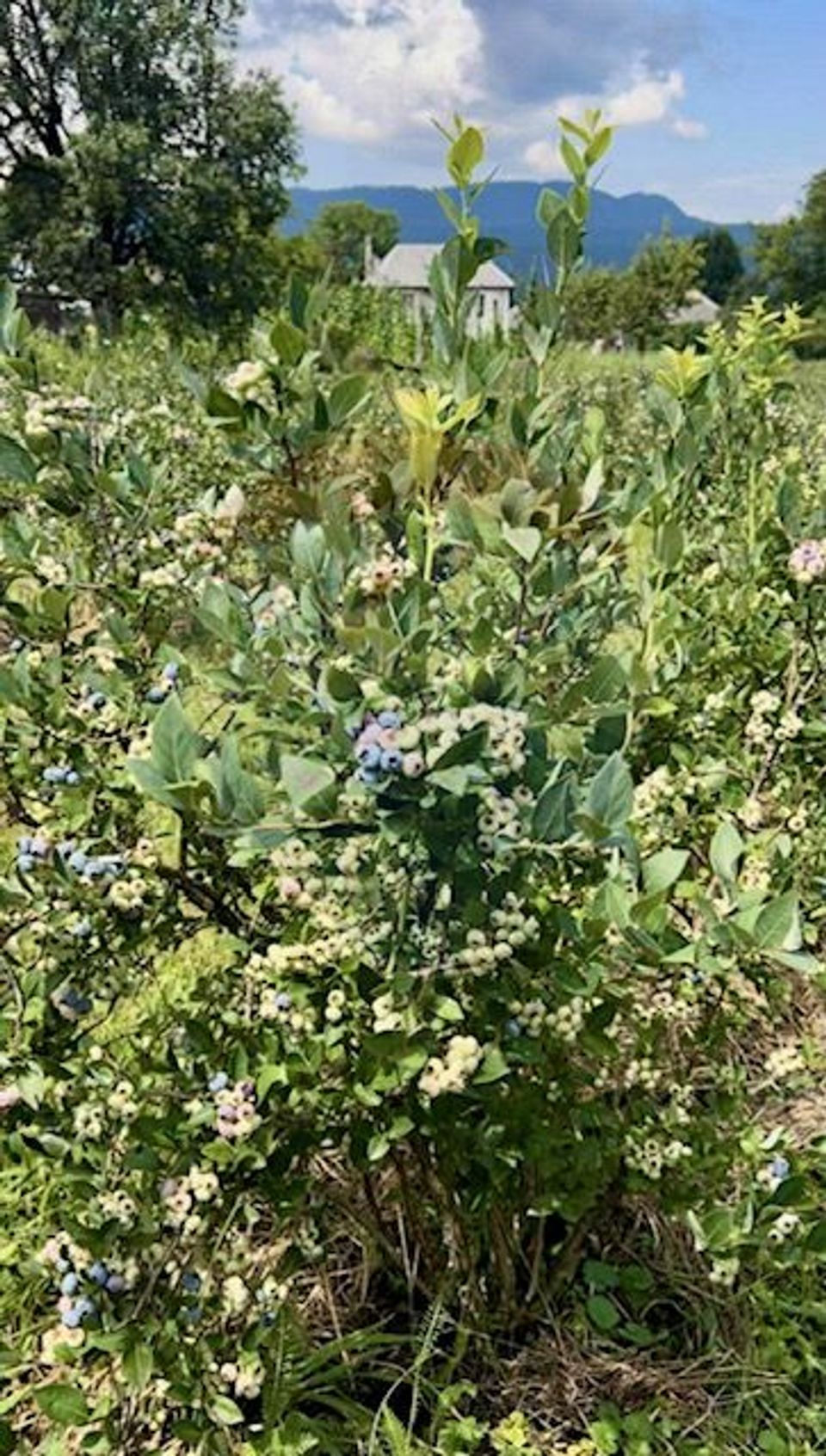 Teren 6,900mp Breb / Strada PRINCIPALA