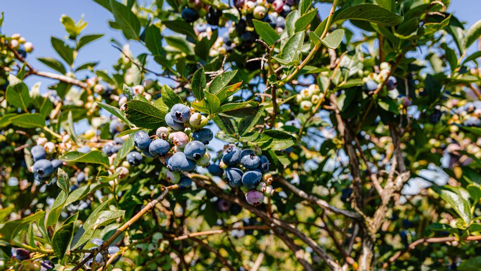 Land 27,720sqm Seini / Vest