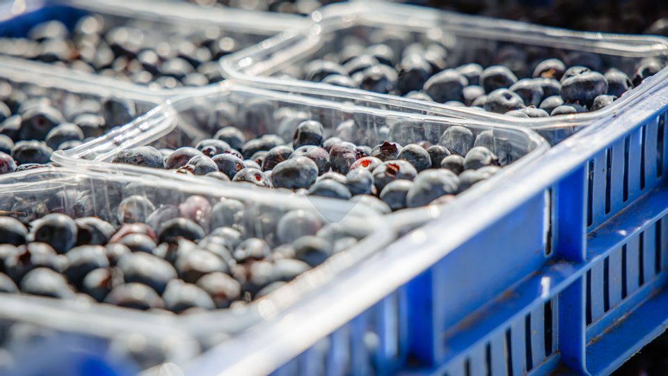 Land 27,720sqm Seini / Vest