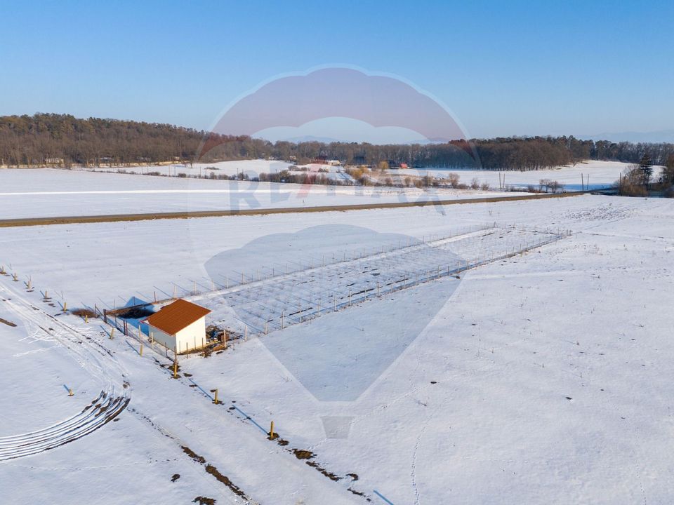 Teren cu plantatie de aronia