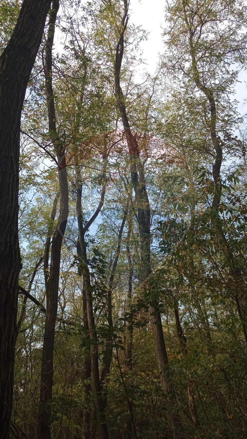 Teren forestier 15,618 mp Santimreu / com. Salard