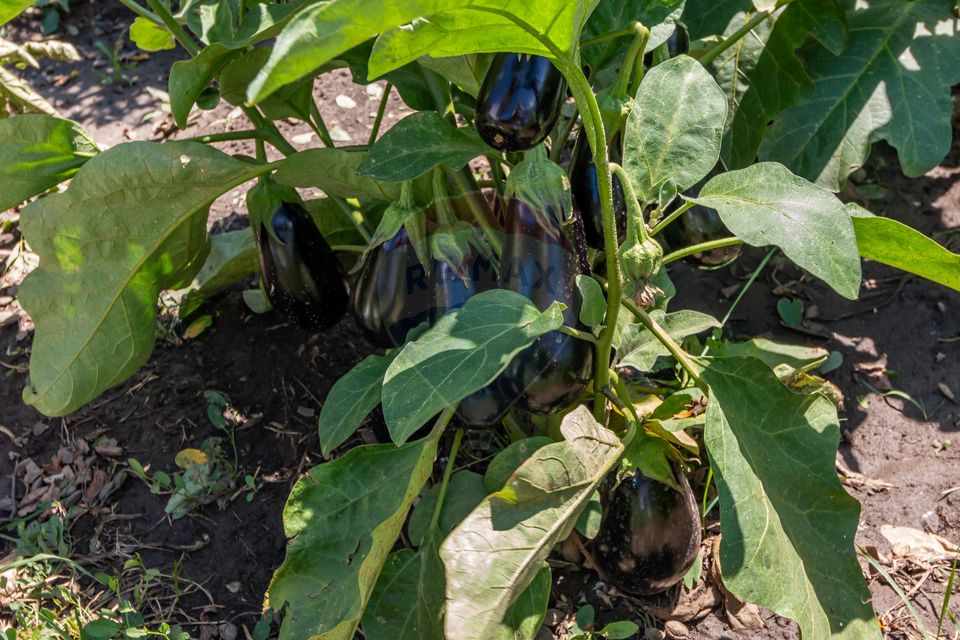 Casa+Laborator+ Teren 12.700 mp + casa de vacanta - Bolintin Vale