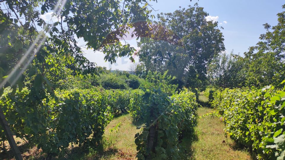 Loc de casa si teren cultivat cu vita de vie 1,28 Ha Santimreu Bihor