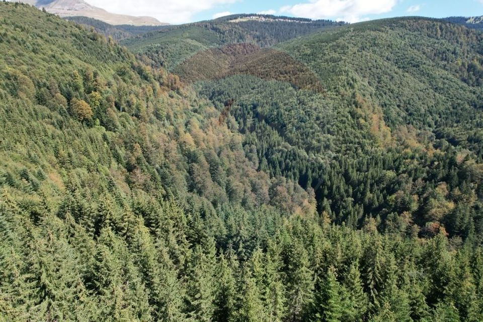 Forest for sale, 381 ha, Gorj County, Ro