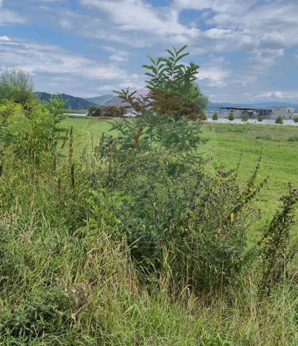 Teren 2,411mp Sighetu Marmatiei / Strada Teplitei