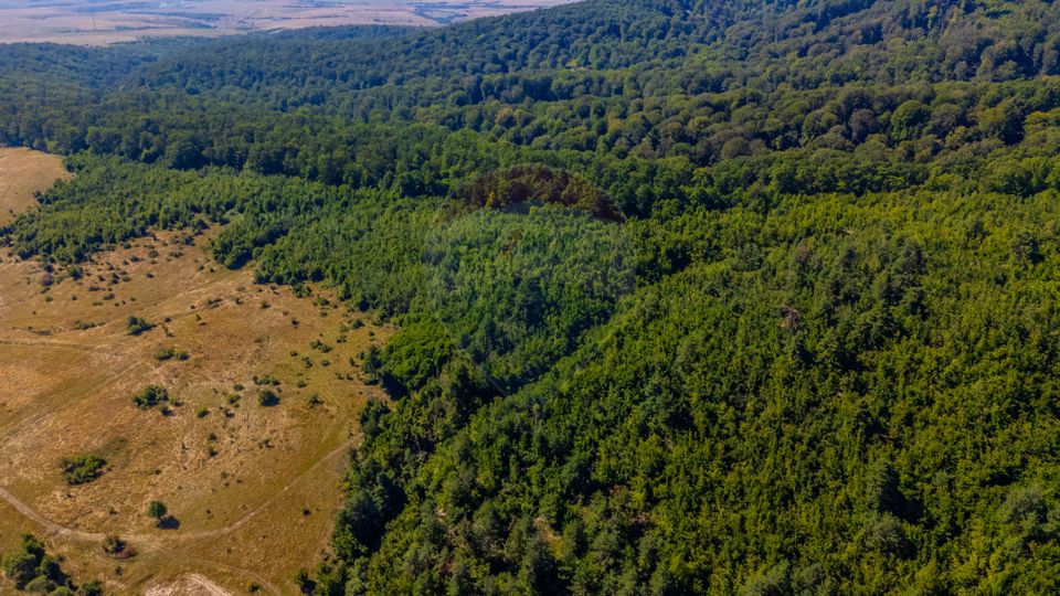 Land 6,000sqm Crizbav / Strada principala