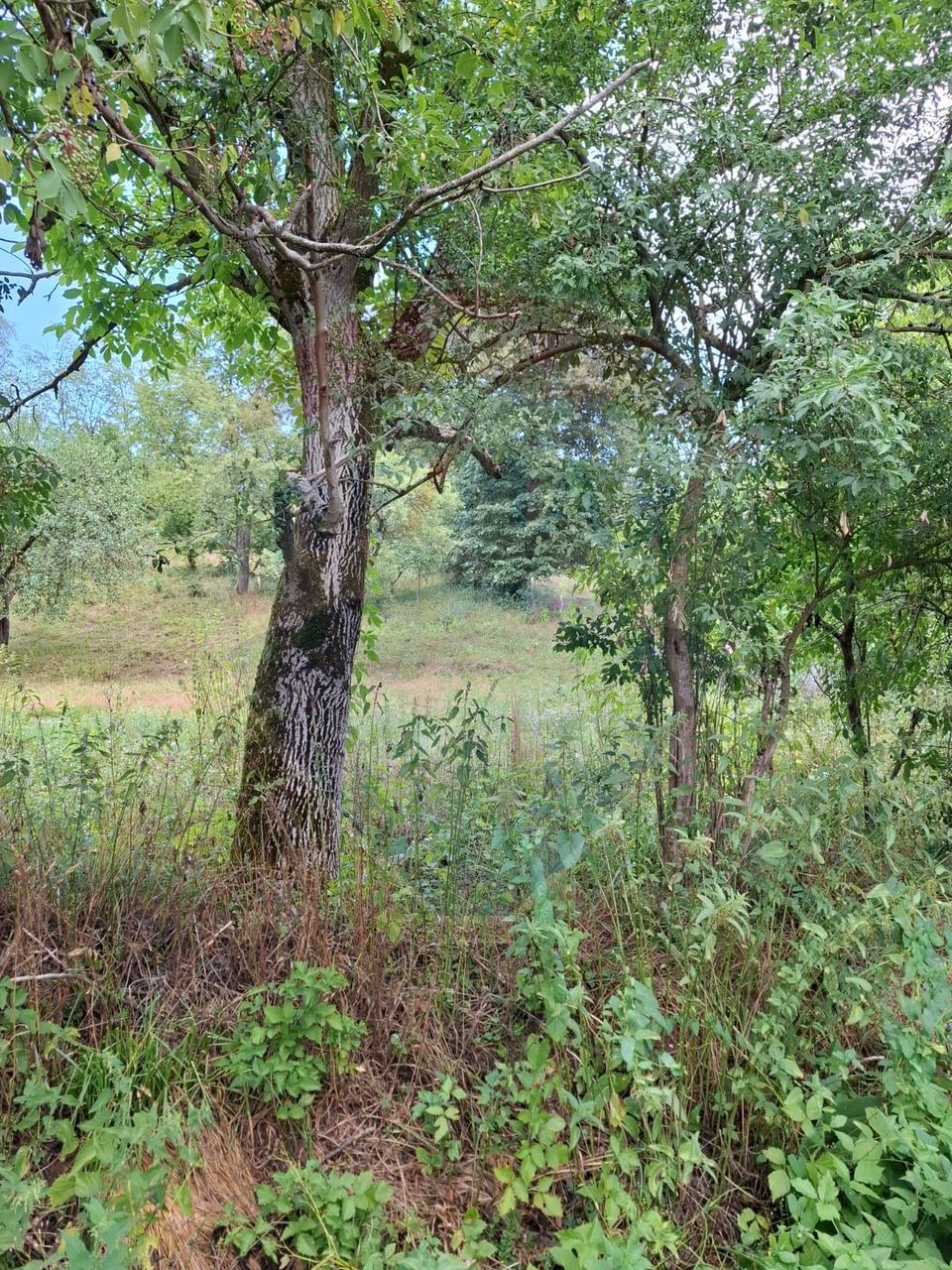 Land 2,635sqm Barzava / Soseaua Principala