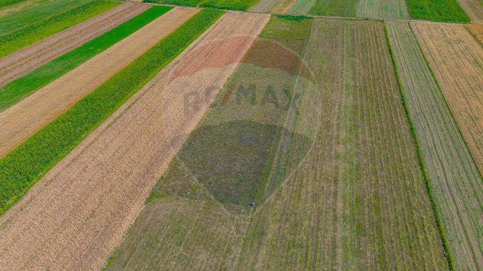 TEREN extravilan- 6 E/MP- CU PLANTATIE DE TRANDAFIRI! Teliu 7000mp