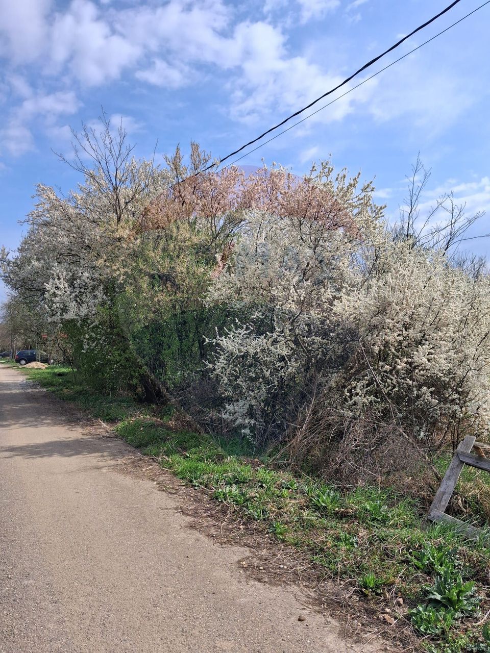 Teren 1,439mp Santaul Mare / Strada principala