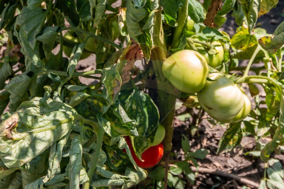 Casa+Laborator+ Teren 12.700 mp + casa de vacanta - Bolintin Vale