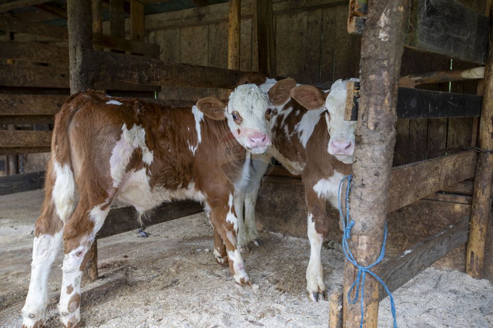 Fermă de vânzare, teren 21436 mp intravilan, Coșnea, Agăș