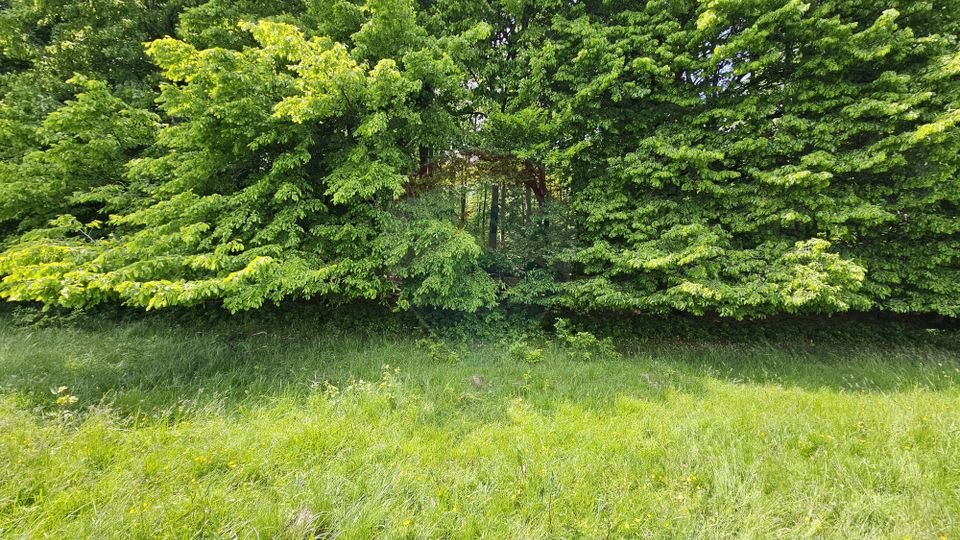 Teren Ilisesti  7000mp extravilan/ DN 17, Suceava