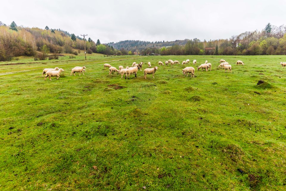 Teren Rasnov- Valea Glajeriei, 1371 mp sau 2371 mp