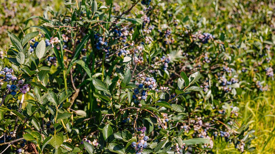 Land 27,720sqm Seini / Drumul E 58