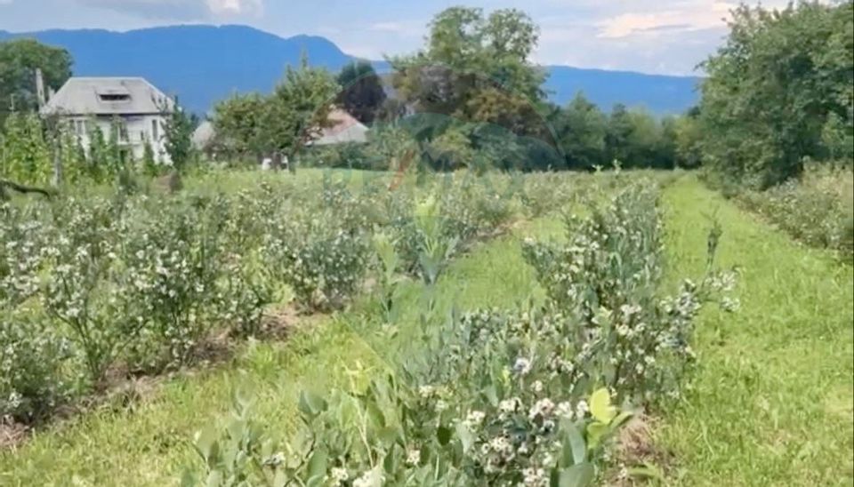 Teren intravilan 6.900mp BREB MARAMURES