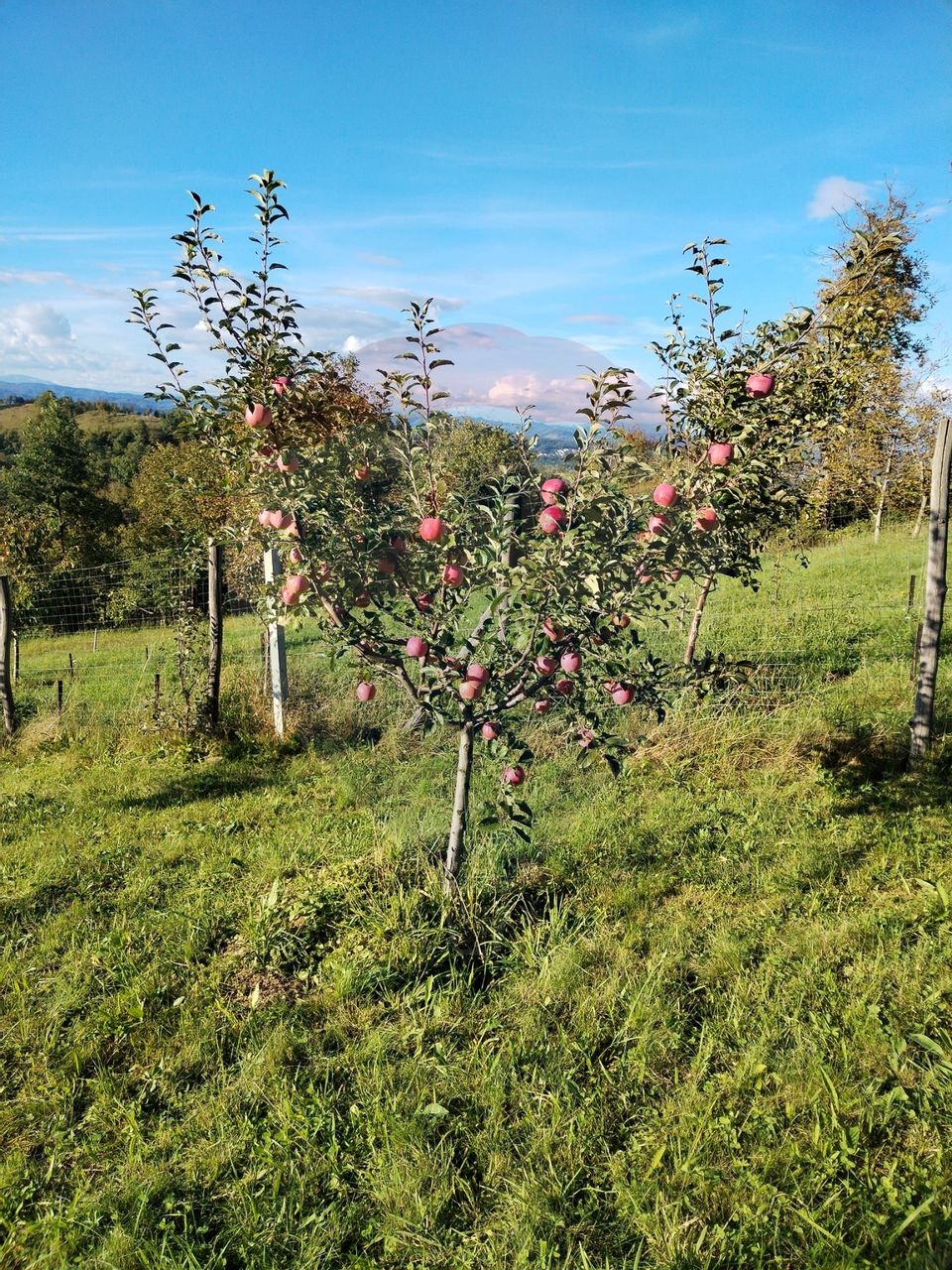 8 room House / Villa for sale