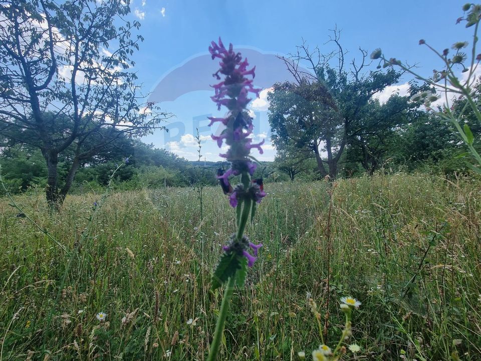 Teren intravilan 11.500 mp – Strada Cismari Vălenii de Munte