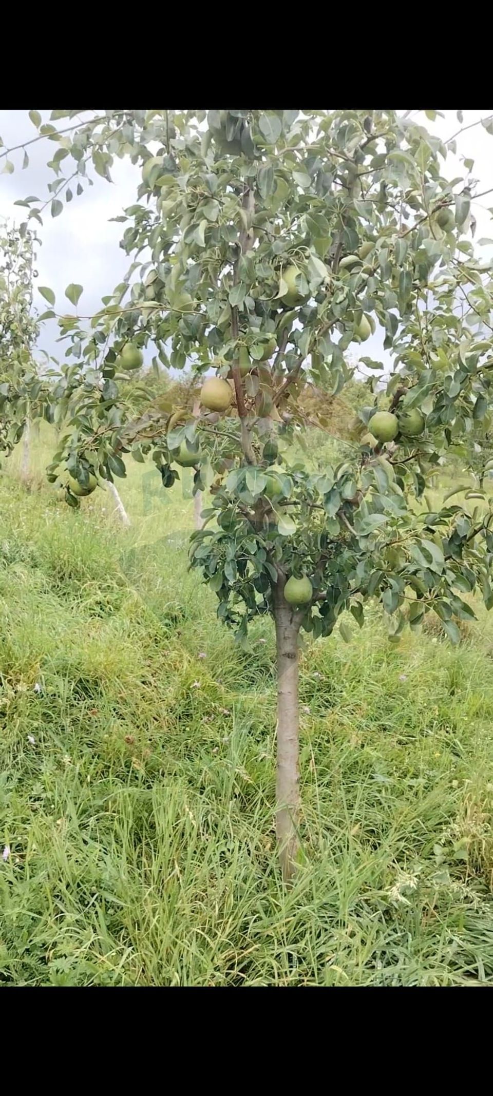 8 room House / Villa for sale