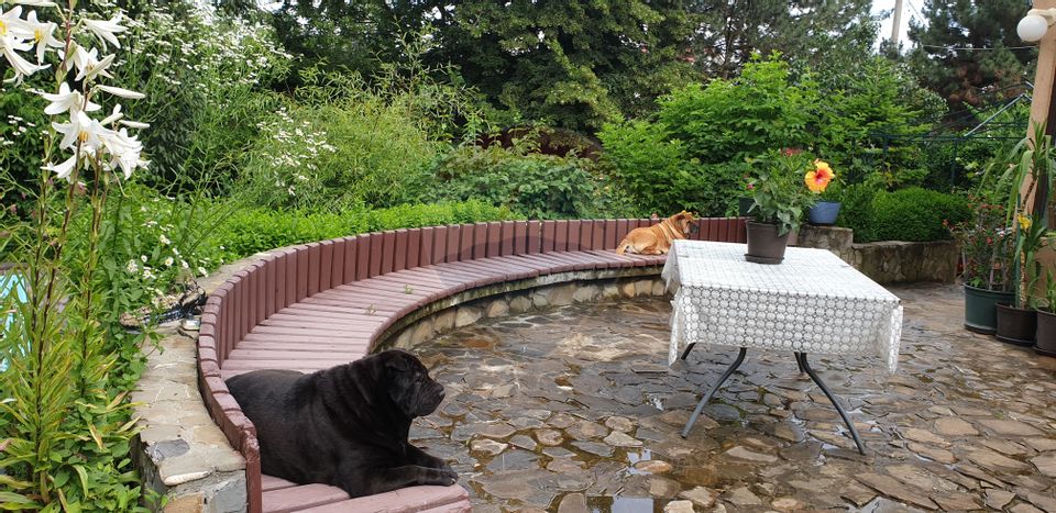 7 room House / Villa for sale