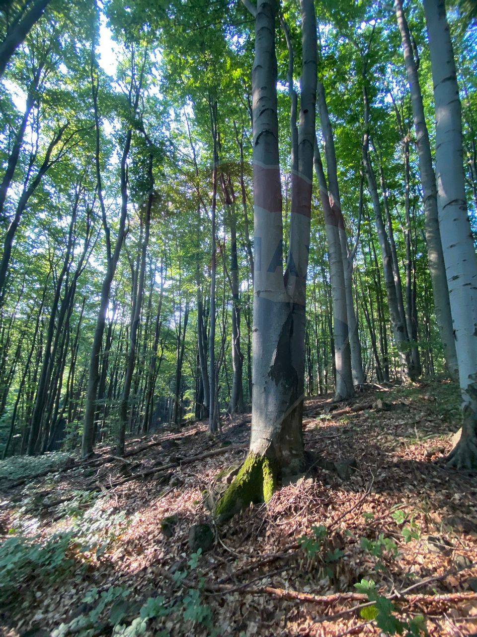 Pădure de vânzare Negresti-Oas