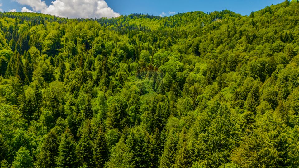 Teren extravlan 14,400mp Paraul Rece / Strada 3 brazi