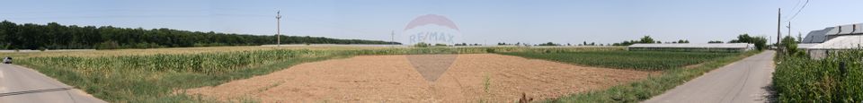 Intravilan land for sale 30 minutes from Bucharest, Curcubeu village