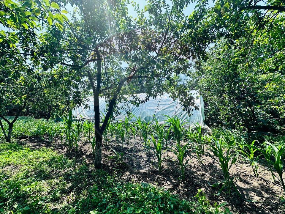 Teren 1400mp cu Livada si Iesire la Lac in Niculesti-Dambovita