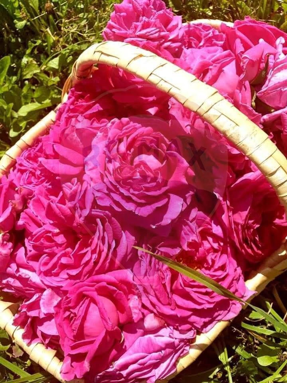 TEREN extravilan- 6 E/MP- CU PLANTATIE DE TRANDAFIRI! Teliu 7000mp