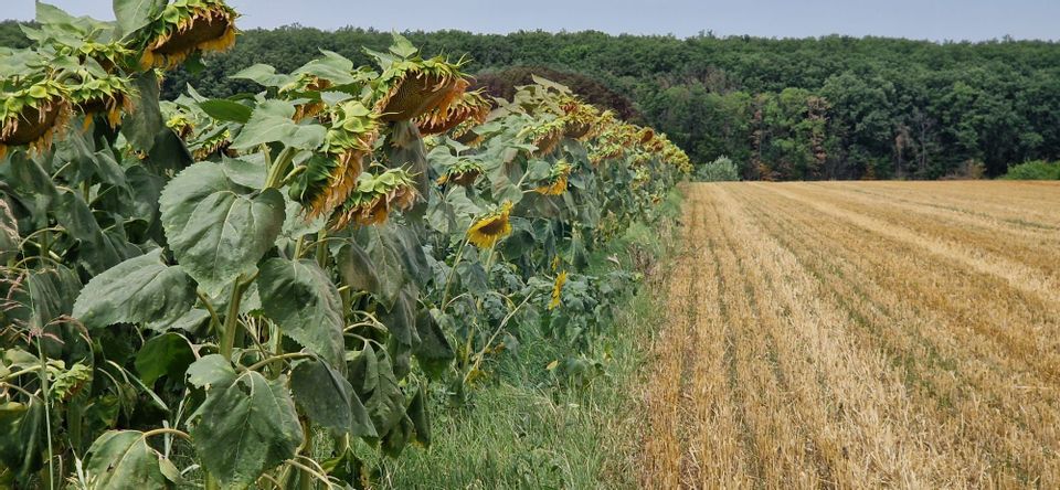 Land 4,500sqm Moara Vlasiei / Strada P229