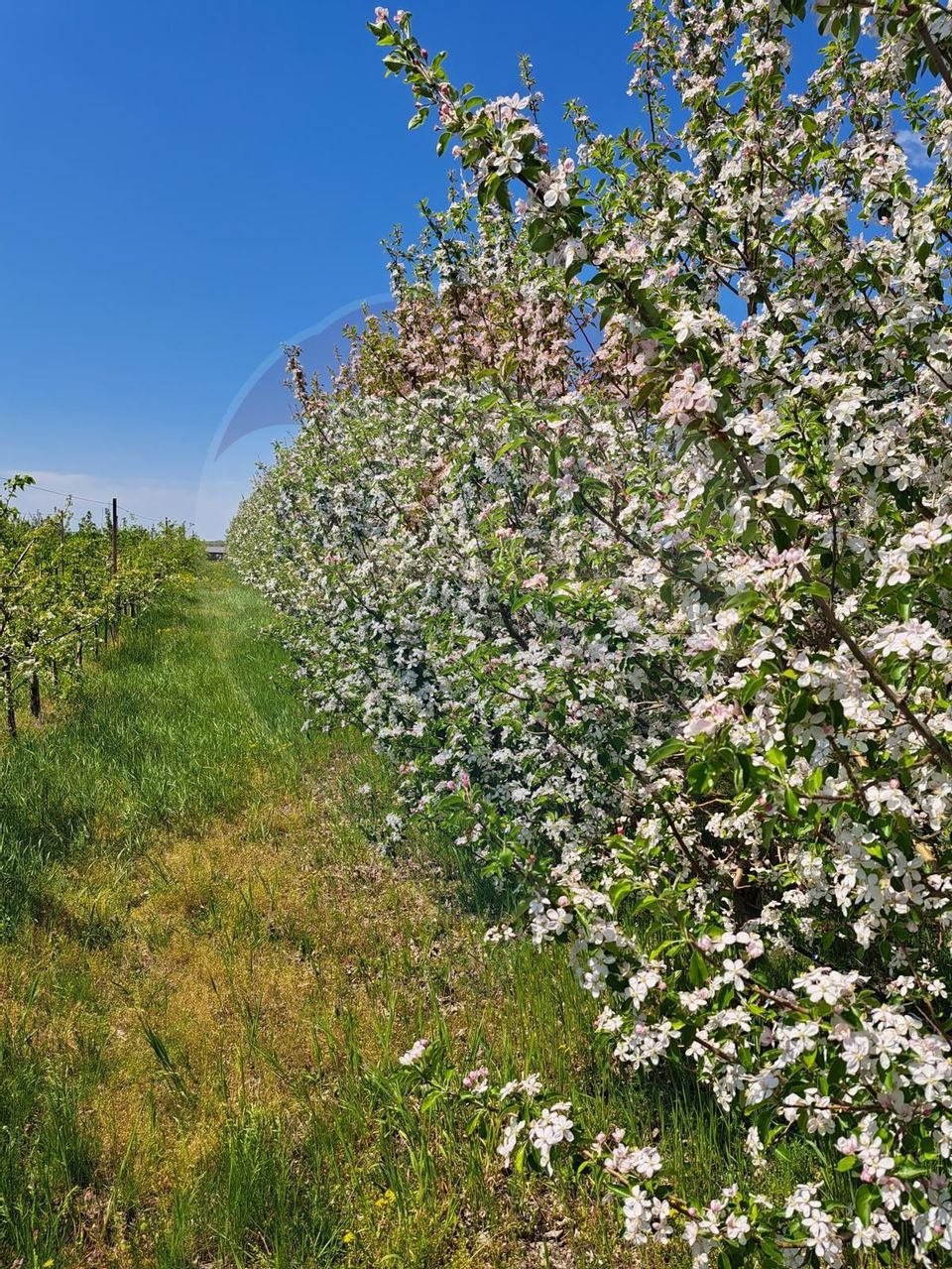 Vanzare teren Livada - Ferma Arges - Izbasesti / DN 142 langa Pitesti