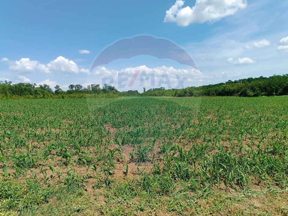 VANZARE teren intravilan agricol 5200 mp la padure Peris