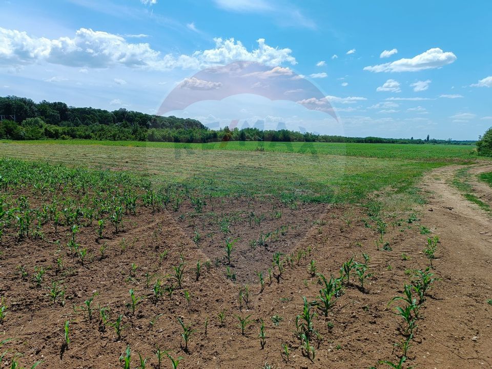 VANZARE teren intravilan agricol 5200 mp la padure Peris