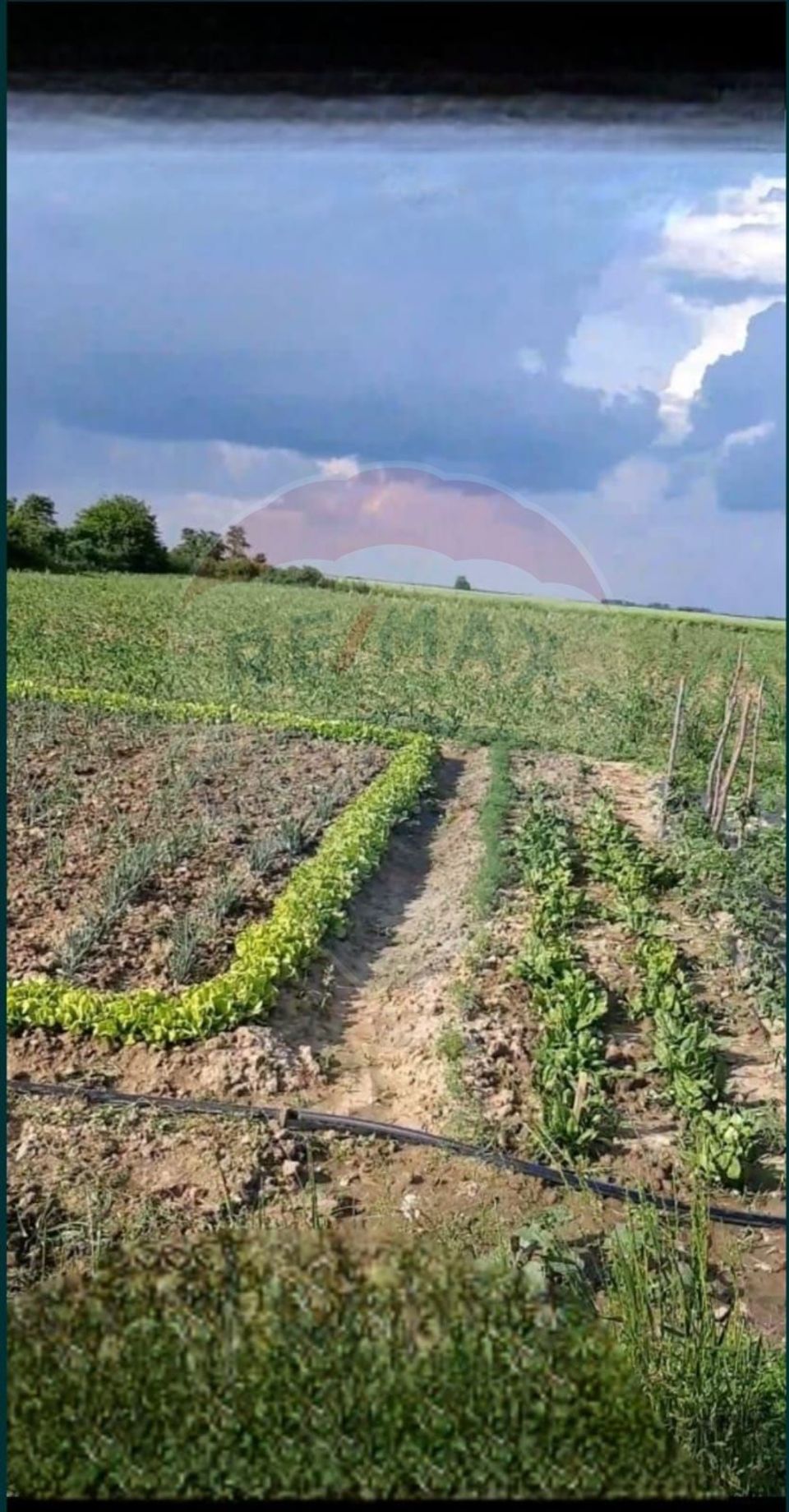 Teren intravilan 6417 mp de vanzare in Obad la 30 km de Timisoara