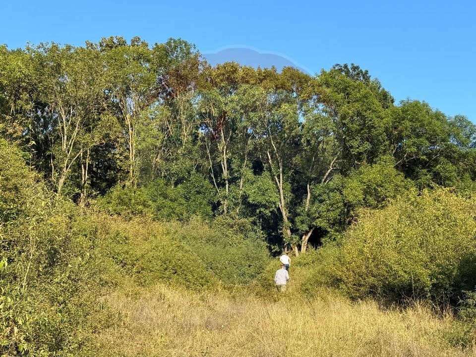 Land 50,000sqm Caianu-Vama / Strada Principala