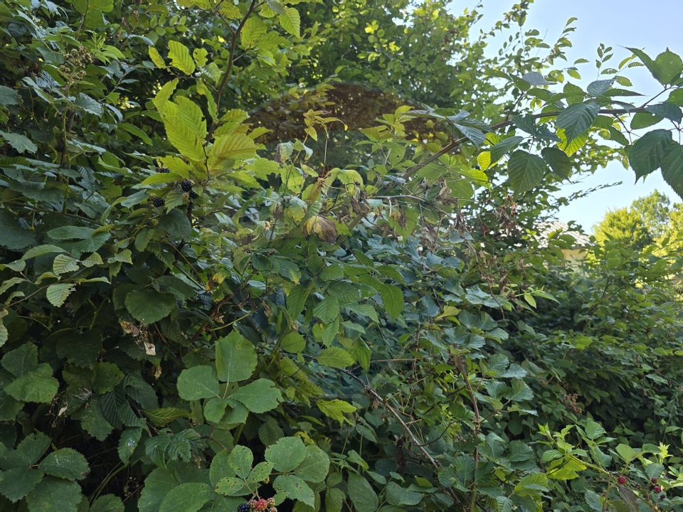 Teren 4,000mp Pascoaia / Soseaua Punctul Chiliilor